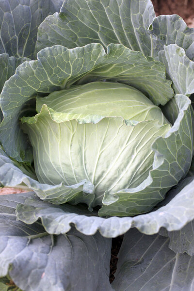 Cabbage in the vegetable garden.