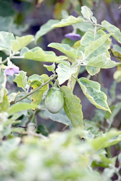 茄果类也称为苦乐参半菜园里. — 图库照片
