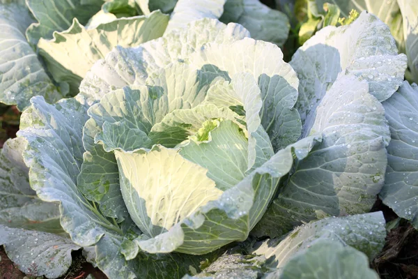 Cabbage in the vegetable garden. — Stock Photo, Image