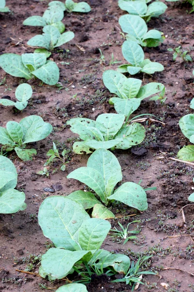 Fröplanta av kål på grund. — Stockfoto