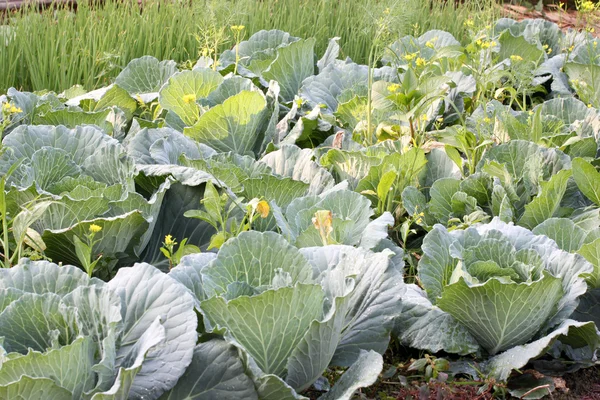 Cabbage in the vegetable garden. — Stock Photo, Image