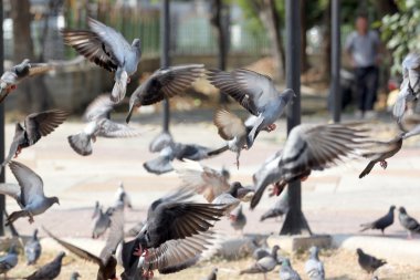kadar birçok güvercinler uçuyor.
