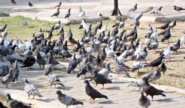 yiyecek arayan birçok güvercinler.