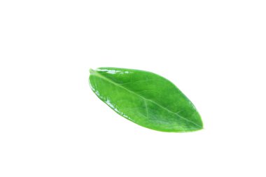 yeşil yaprakları görünür desen.