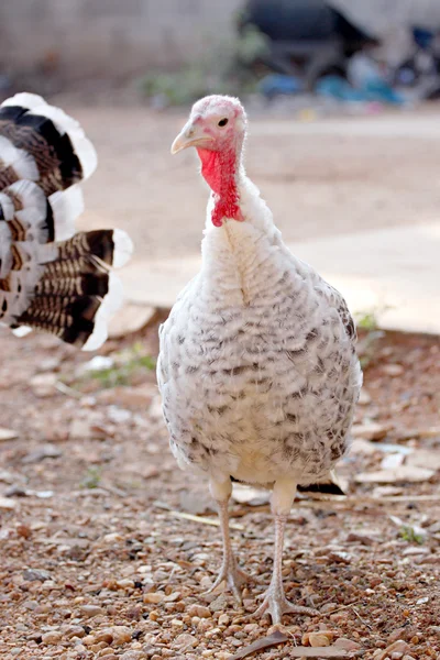 Turchia gallina . — Foto Stock