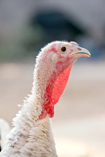 Jefe de la gallina Turquía . —  Fotos de Stock