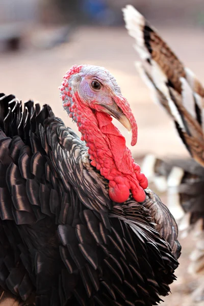 Cabeza de pavo macho . —  Fotos de Stock