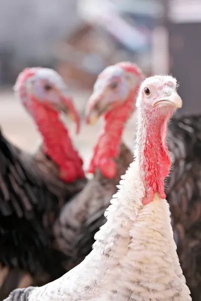 La cabeza de la gallina pavo y la polla de pavo . —  Fotos de Stock