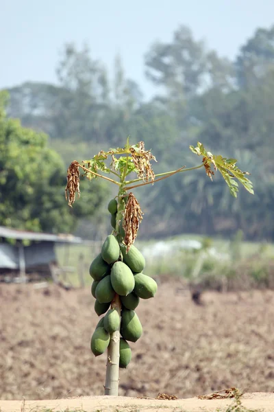 Papayes dans la plantation . — Photo