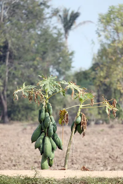 Papaya trees in the plantation. — Stock Photo, Image