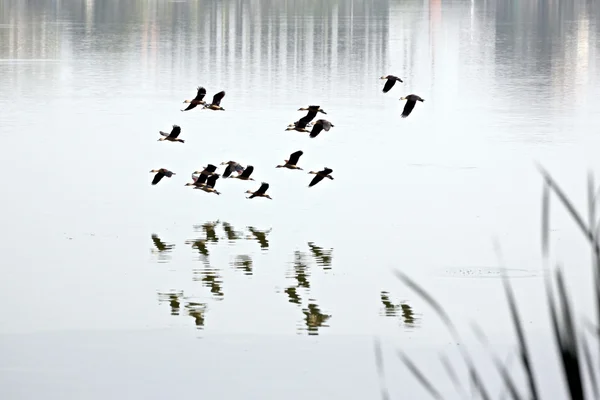 Anatidae in flying over on marsh. — Stock Photo, Image