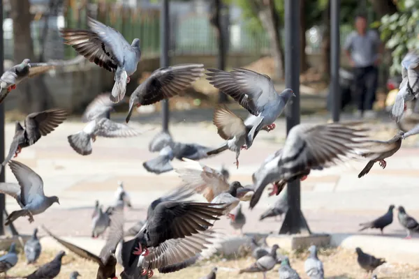 Många duvor flyger upp. — Stockfoto