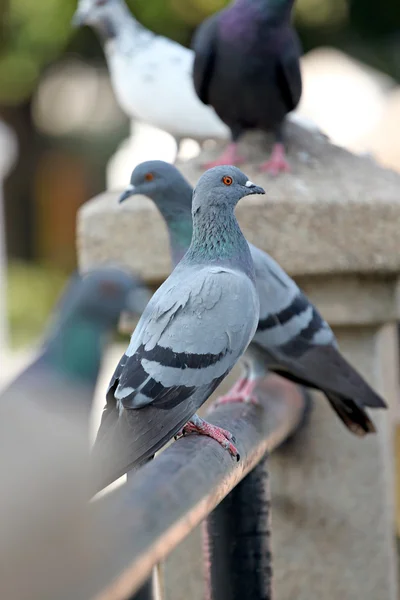 Pombos empoleirados em uma parede . — Fotografia de Stock