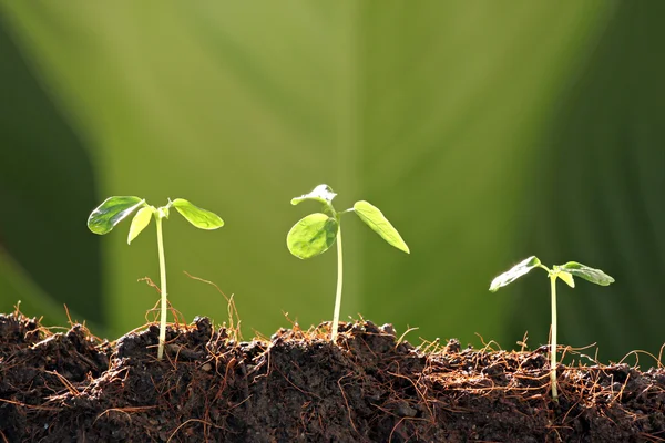 Drie zaailingen in moestuin. — Stockfoto