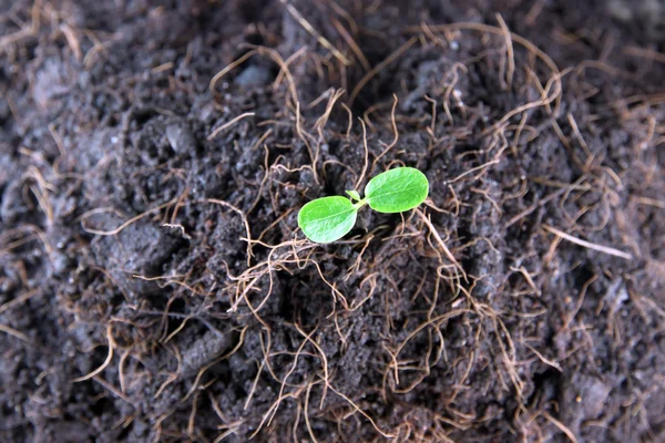 Plantor i grönsakslandet. — Stockfoto