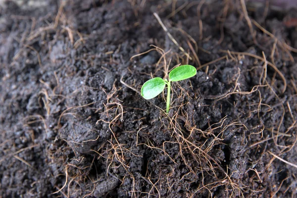 Seedlings in vegetable garden. — Stock Photo, Image