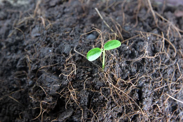 Seedlings in vegetable garden. — Stock Photo, Image