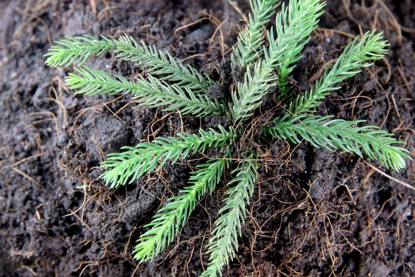 Pine tree growing on ground. — Stock Photo, Image