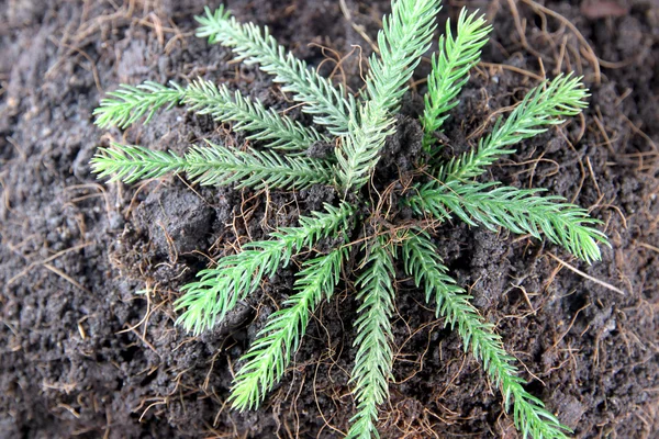 Pine tree growing on ground. — Stock Photo, Image