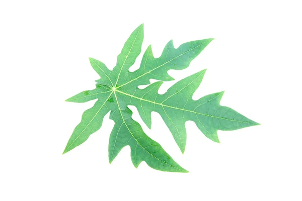 Listy zelené papáji. — Stock fotografie