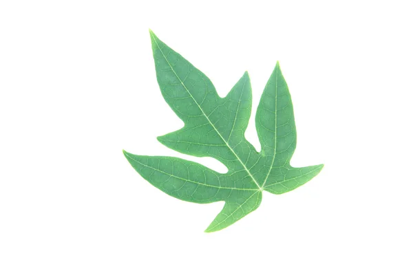 Зеленые листья папайи . — стоковое фото