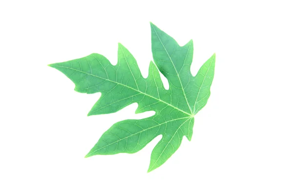 Green papaya leaves. — Stock Photo, Image