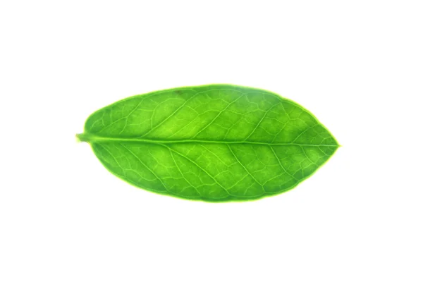 Gröna blad synliga mönster. — Stockfoto
