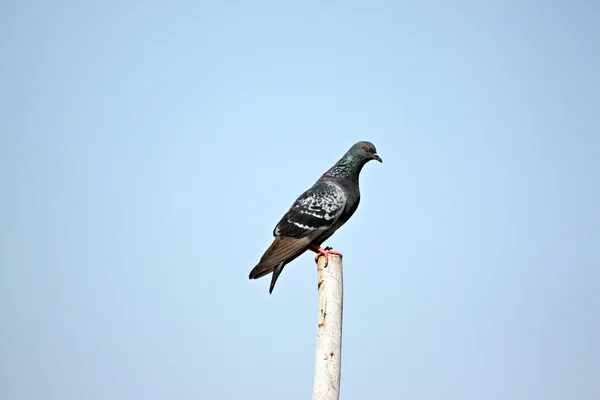 Pigeons perchés sur des poteaux en bois . — Photo