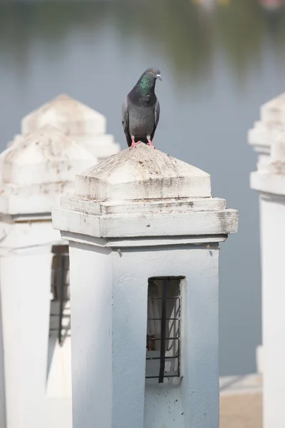 Pigeons perched on a wall. — Stock Photo, Image