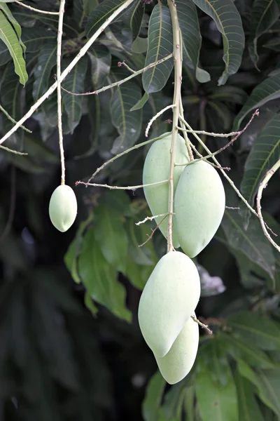 Mangue sur arbre . — Photo