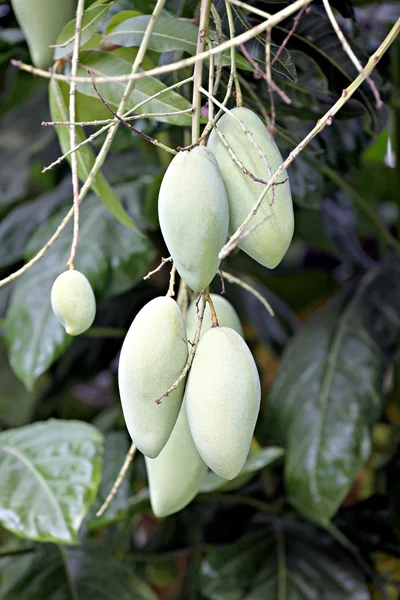 Mango på träd. — Stockfoto