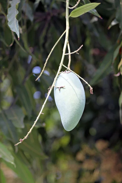 Mango na stromě. — Stock fotografie