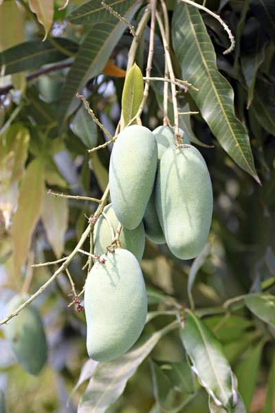 Mango ağacı üzerinde. — Stok fotoğraf