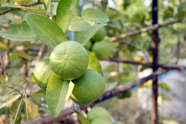 Zelený citron na stromě. — Stock fotografie