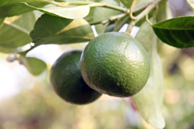 Ağaçta yeşil limon.