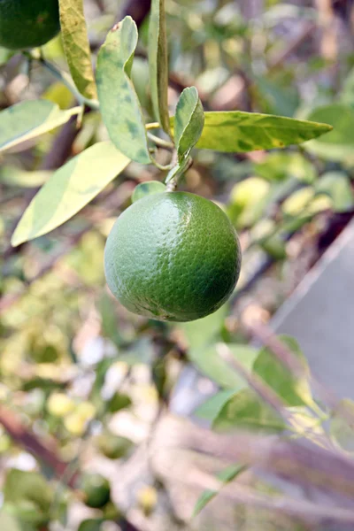 Zelený citron na stromě. — Stock fotografie