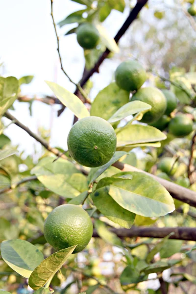 Zelený citron na stromě. — Stock fotografie