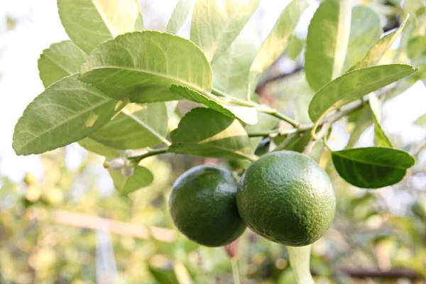 Zelený citron na stromě. — Stock fotografie