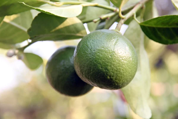 Groene citroen op boom. — Stockfoto