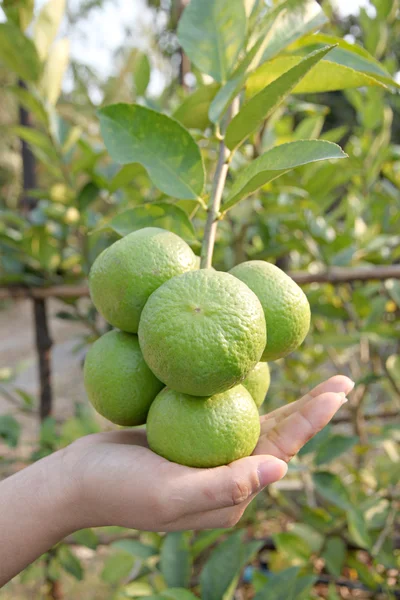 Hand och grönt citron på träd. — Stockfoto