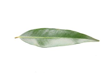 yeşil yapraklar izole.