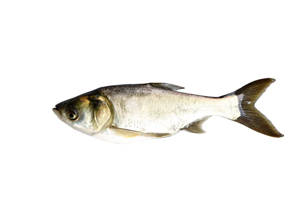 Zilveren karper vissen (hypophthalmichthys molitrix) geïsoleerd. — Stockfoto