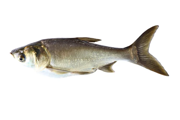 Pesce carpa d'argento (Hypophthalmichthys Molitrix) isolato . — Foto Stock