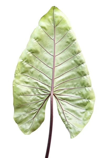 Зелене листя кальцію ізольовано . — стокове фото
