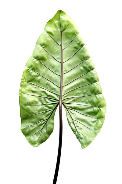 Groene bladeren van caladium geïsoleerd. — Stockfoto