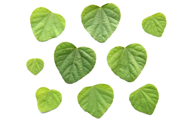 Σχήμα καρδιάς καταπράσινο αφήνει απομονωμένος. — Φωτογραφία Αρχείου