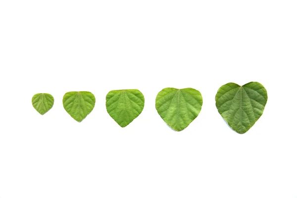 Heart shape Green leaves isolated. — Stock Photo, Image