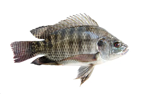 taze tilapia izole.