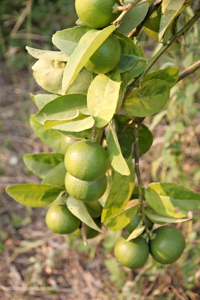 Зеленый лимон на дереве . — стоковое фото