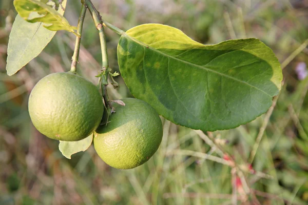 Green lemon on tree. — Stock Photo, Image